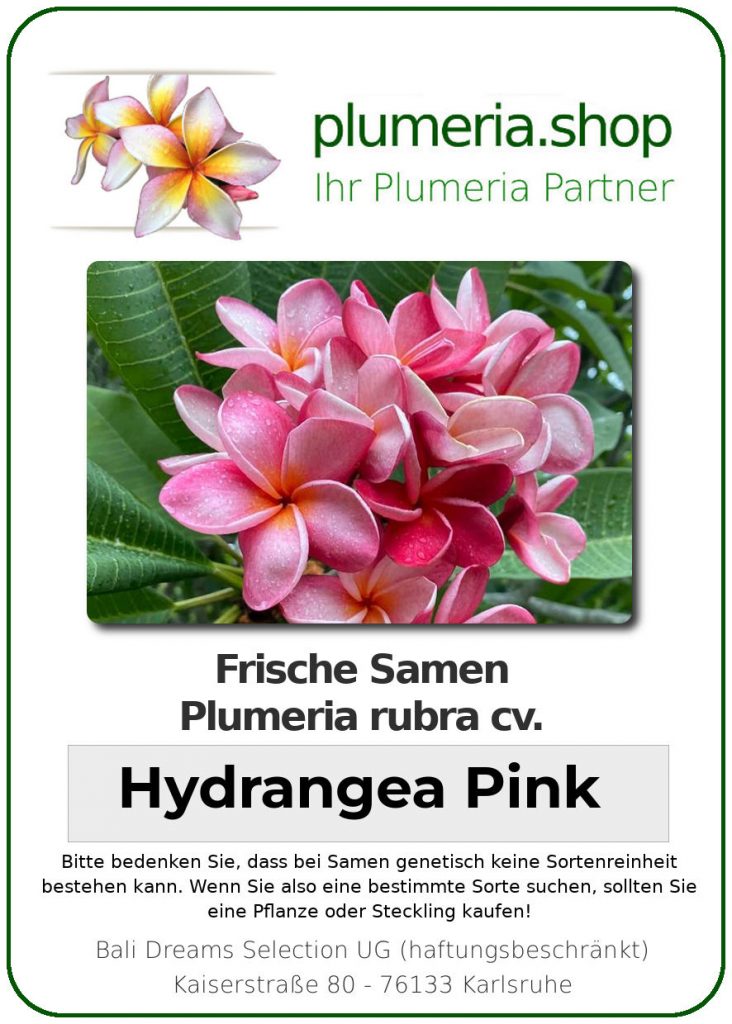 Plumeria rubra "Hydrangea Pink"