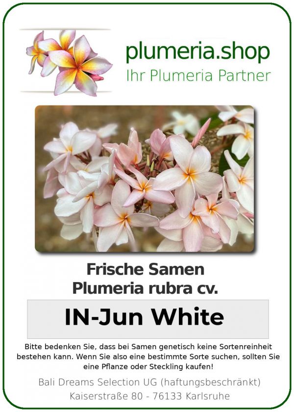 Plumeria rubra - "IN-Jun White - Seeds"
