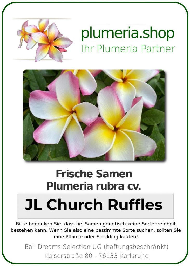 Plumeria rubra "JL Church Ruffles"