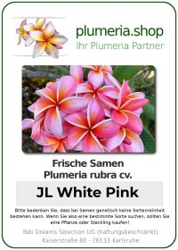 Plumeria rubra - "JL White Pink- Seeds"