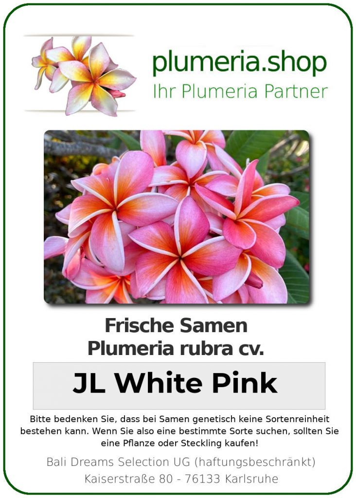 Plumeria rubra "JL White Pink"