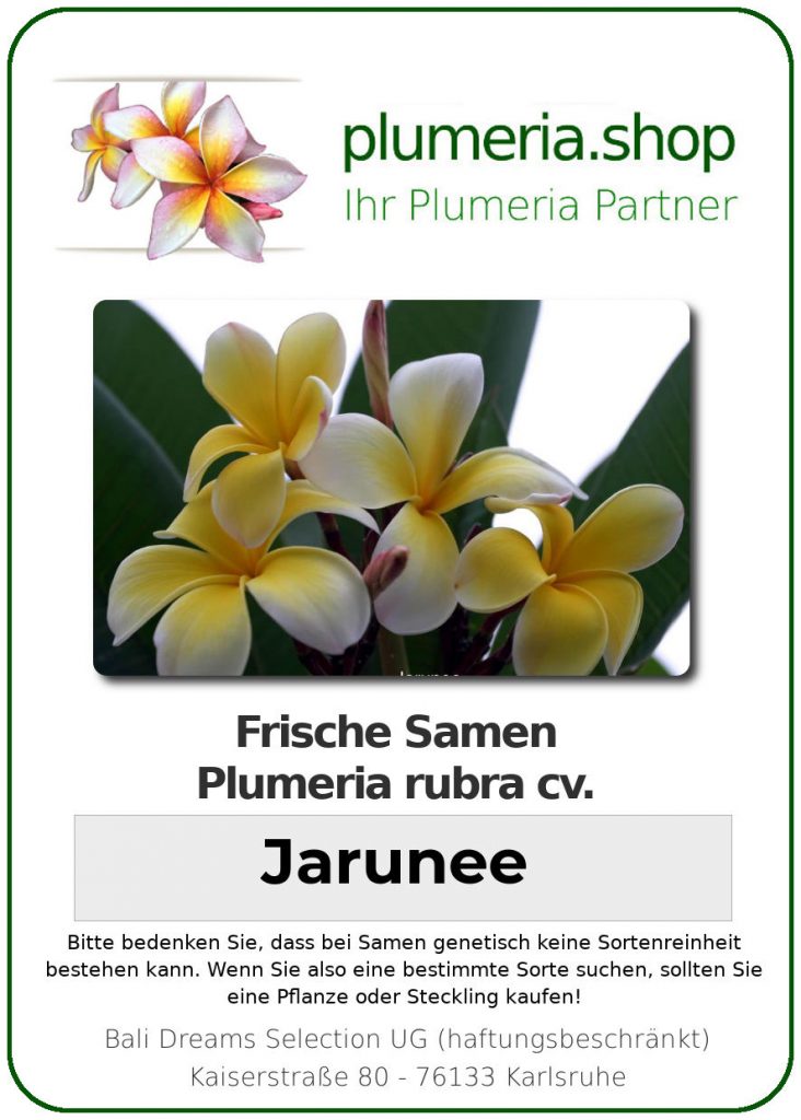 Plumeria rubra "Jarunee"