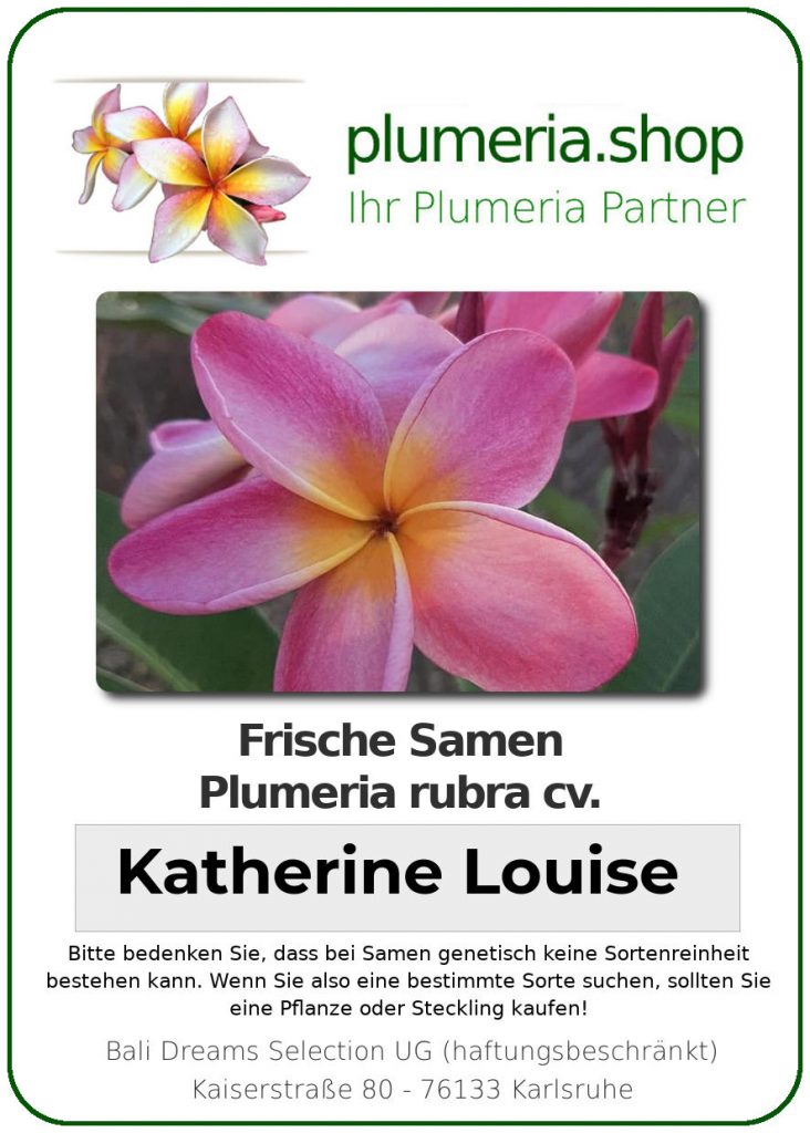 Plumeria rubra "Katherine Louise"