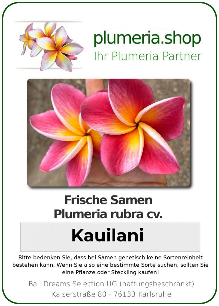 Plumeria rubra "Kauilani"
