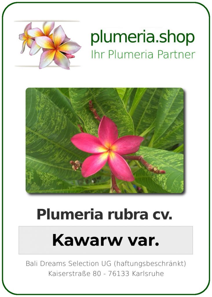 Plumeria rubra "Kawarw" var.