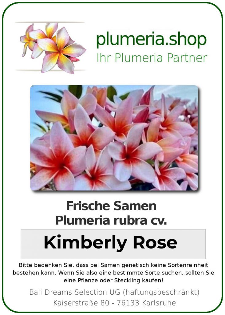 Plumeria rubra "Kimberly Rose"