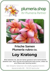 Plumeria rubra - &quot;Loy Kratong- Seeds&quot;