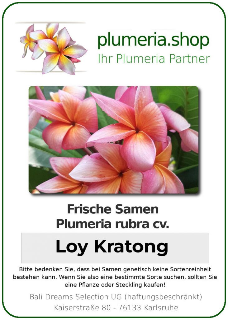 Plumeria rubra "Loy Kratong"