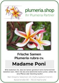 Plumeria rubra - &quot;Madame Poni- Seeds&quot;
