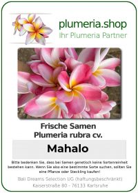 Plumeria rubra - "Mahalo- Seeds"
