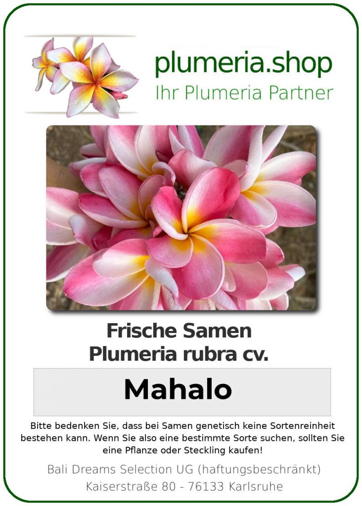 Plumeria rubra "Mahalo"