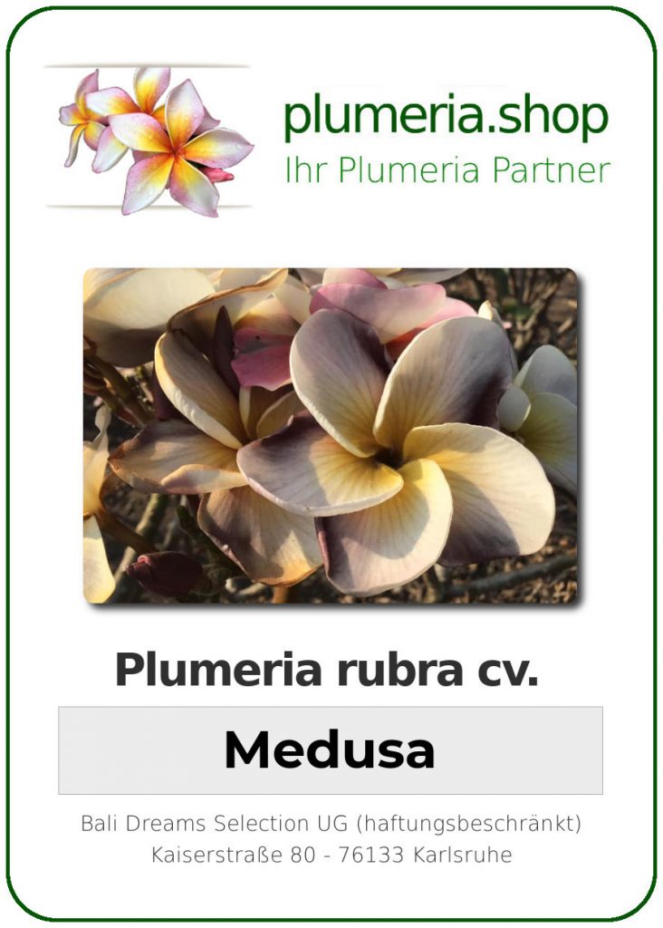 Plumeria rubra cv. "Medusa" - unbewurzelter Steckling