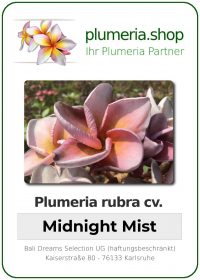 Plumeria rubra - "Midnight Mist"