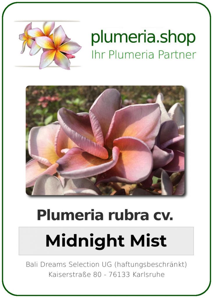 Plumeria rubra "Midnight Mist"