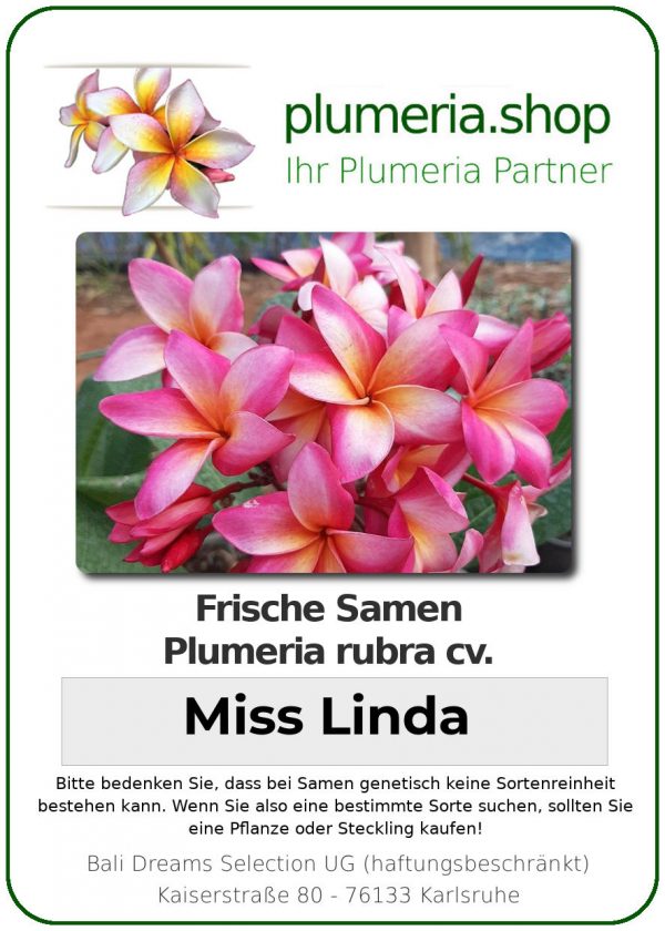 Plumeria rubra - &quot;Miss Linda - Seeds&quot;