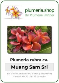 Plumeria rubra - &quot;Muang Sam Sri&quot;