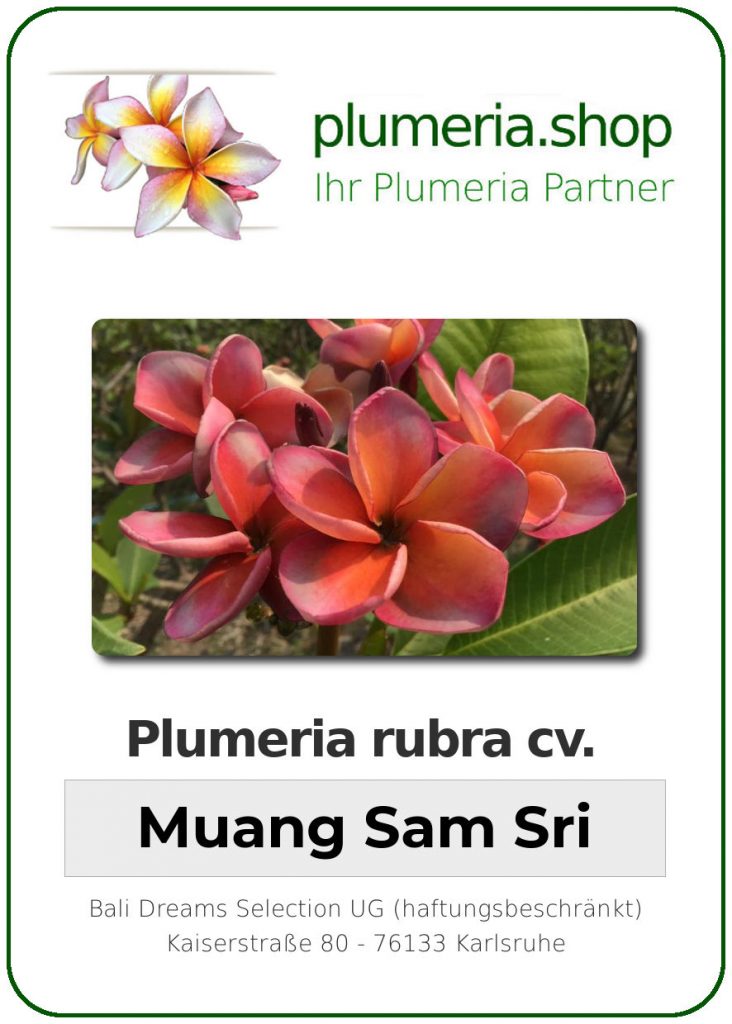 Plumeria rubra cv. "Muang Sam Sri" - unbewurzelter Steckling