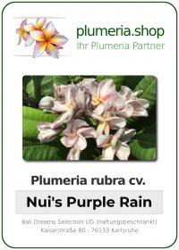 Plumeria rubra - "Nuis Purple Rain"