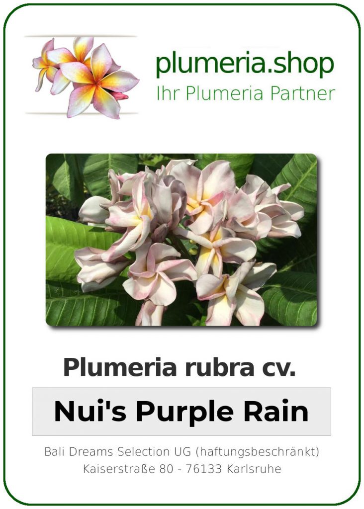 Plumeria rubra cv. "Nui's Purple Rain" - unbewurzelter Steckling