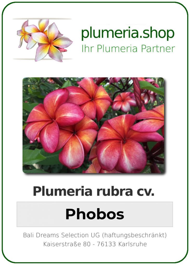 Plumeria rubra cv. "Phobos" - unbewurzelter Steckling