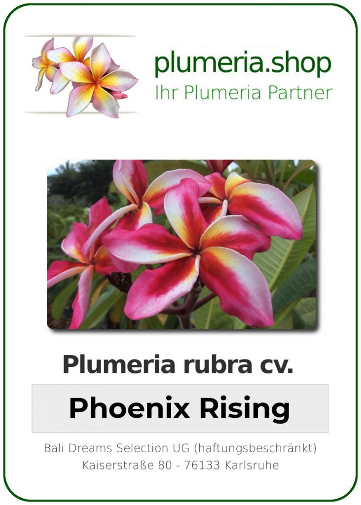 Plumeria rubra "Phoenix Rising"