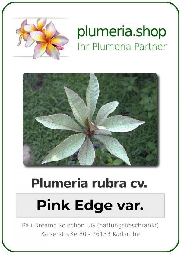 Plumeria rubra - "Pink Edge"