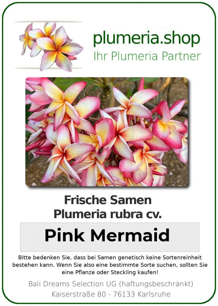 Plumeria rubra "Pink Mermaid"