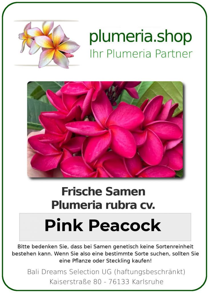 Plumeria rubra "Pink Peacock"