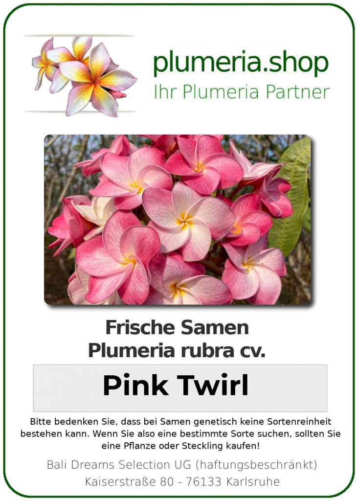 Plumeria rubra "Pink Twirl"