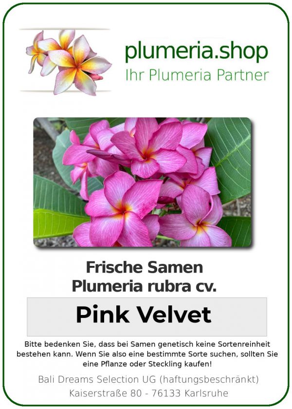 Plumeria rubra - &quot;Pink Velvet - Seeds&quot;
