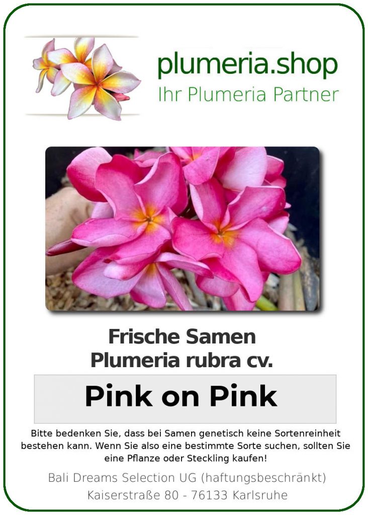 Plumeria rubra "Pink on Pink"