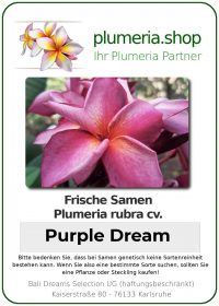Plumeria rubra - "Purple Dream - Seeds"
