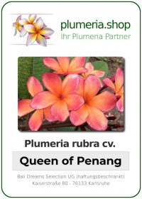 Plumeria rubra - "Queen of Penang"