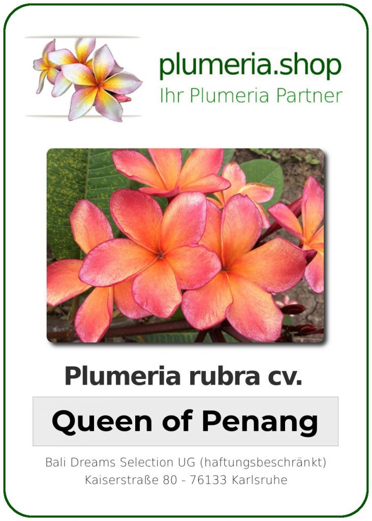 Plumeria rubra cv. "Queen of Penang" - unbewurzelter Steckling