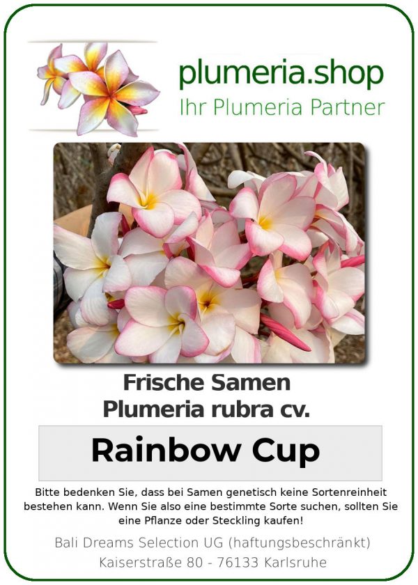 Plumeria rubra - "Rainbow Cup - Seeds"