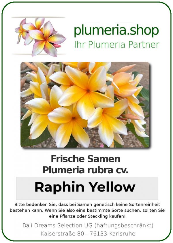 Plumeria rubra - &quot;Raphin Yellow - Seeds&quot;