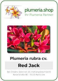Plumeria rubra - "Red Jack"