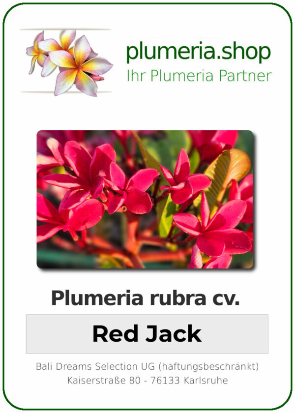 Plumeria rubra - "Red Jack"
