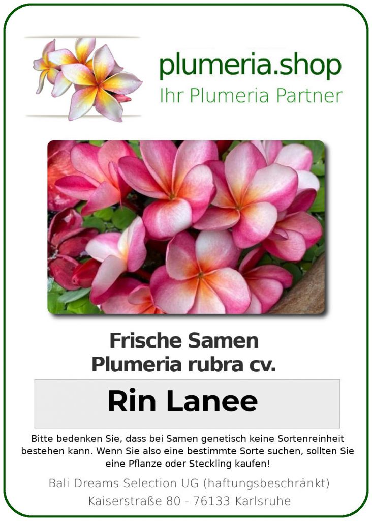 Plumeria rubra "Rin Lanee"