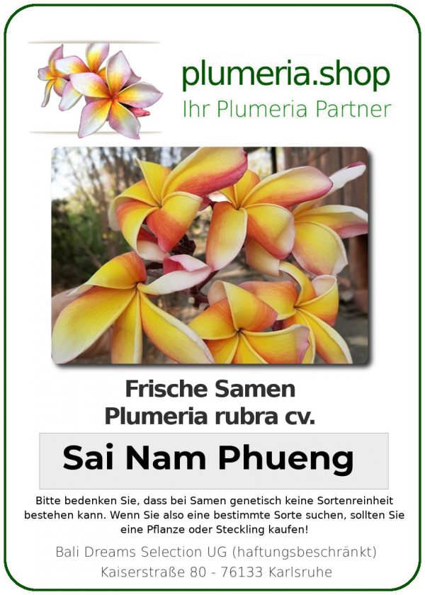 Plumeria rubra - &quot;Sai Nam Phueng - Seeds&quot;