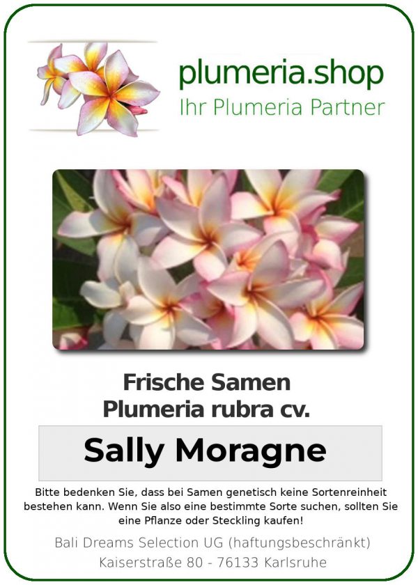 Plumeria rubra - "Sally Moragne - Seeds"