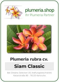 Plumeria rubra - "Siam Classic"