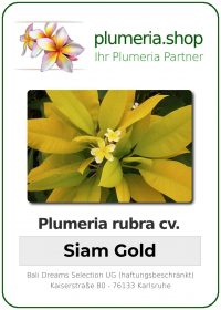 Plumeria rubra - "Siam Gold"