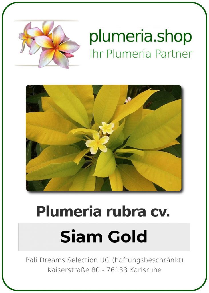 Plumeria rubra "Variegated Siam Gold"