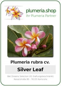 Plumeria rubra - "Silver Leaf"