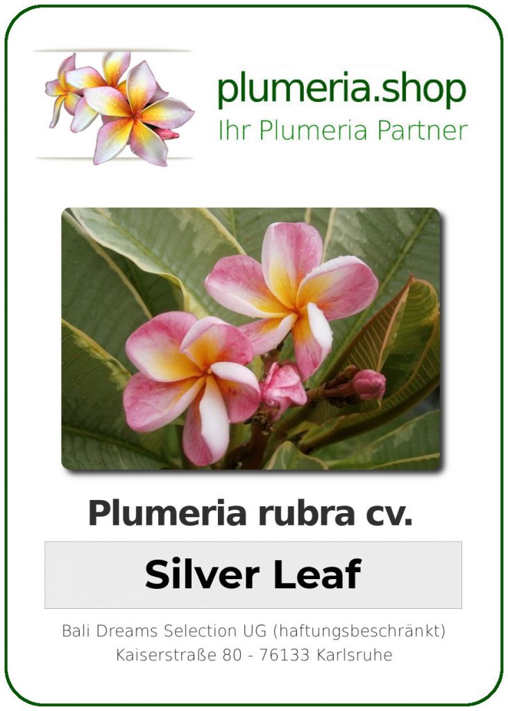 Plumeria rubra "Silver Leaf"