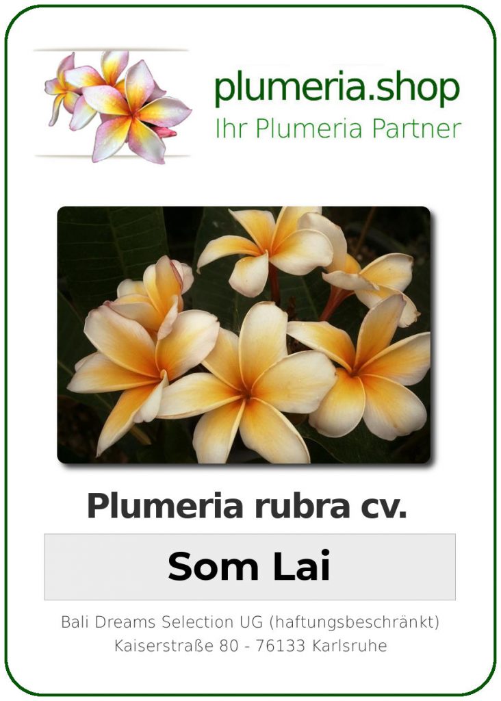 Plumeria rubra cv. "Som Lai" - unbewurzelter Steckling