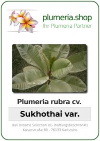 Plumeria rubra - "Sukhothai"