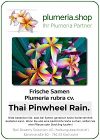 Plumeria rubra - "Thai Pinwheel Rainbow - Seeds"