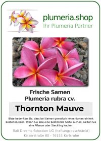 Plumeria rubra - "Thornton Mauve - Seeds"